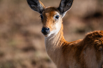 Close-up portrait of a young Kob antelope © Janica