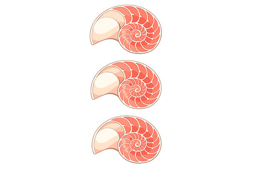 A vertical set of three stylized nautilus shell illustrations