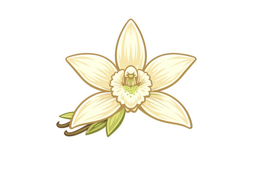 Stylized vector illustration of a vanilla orchid flower with green