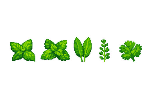 A collection of five different culinary herbs in a green pixel art