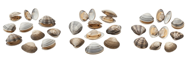Set of fresh raw clams and shellfish in open and closed shells isolated on transparent png background oil paint © nova
