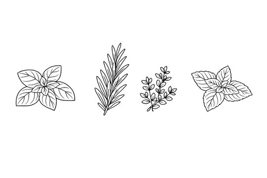 Hand-drawn vector illustration set of culinary herbs featuring basil