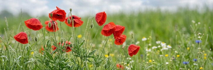 Naklejka premium Red Poppies in Summer Meadow 
