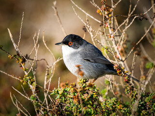 Obraz premium Fauvette mélanocéphale (Curruca melanocephala) mâle perchée dans un arbuste méditerranéen en Camargue, petit passereau du maquis côtier
