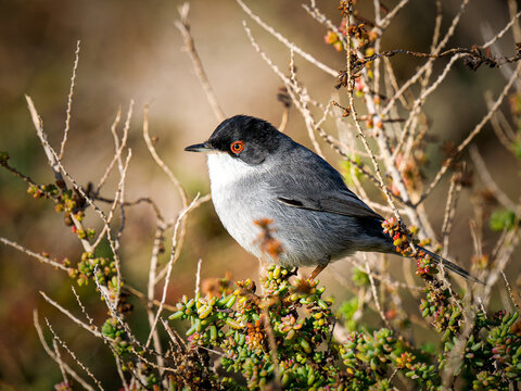Fauvette m&eacute;lanoc&eacute;phale (Curruca melanocephala) m&acirc;le perch&eacute;e dans un arbuste m&eacute;diterran&eacute;en en Camargue, petit passereau du maquis c&ocirc;tier
