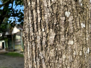 Obraz premium Detailed close-up of tree bark showing rough texture, vertical grooves and pale lichen patches. Neutral earthy tones create a rustic, natural background useful for nature, ecology and design projects.