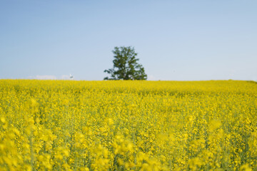 Obraz premium 유채꽃밭