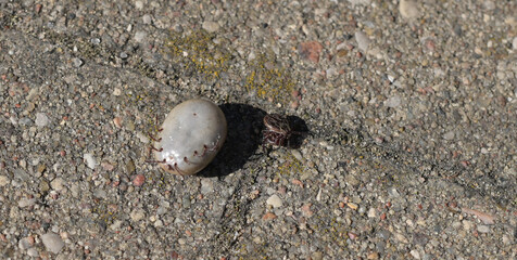 Kleszcze (Ixodida), napity i płaski. leżące na kostce brukowej © Joanna