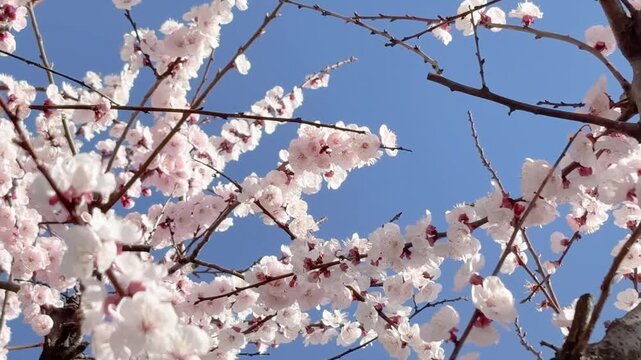 A slow pan through a row of white plum trees in full bloom. The overwhelming density of flowers and the contrast with the blue sky create a video that evokes the height of spring.