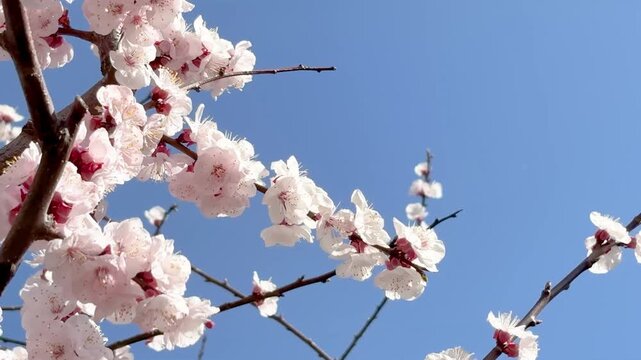 Full blooming white plum trees pan left to right spring glory