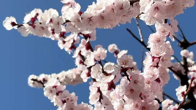 White plum branches reaching for sky tilting up hope