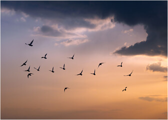 Obraz premium A flock of birds flying across the sky at sunset