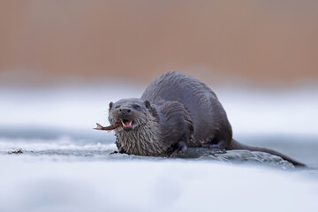 Wydra (Lutra lutra), otter © Bartosz Rakoczy