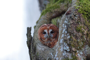 Puszczyk, (Strix aluco), tawny owl © Bartosz Rakoczy