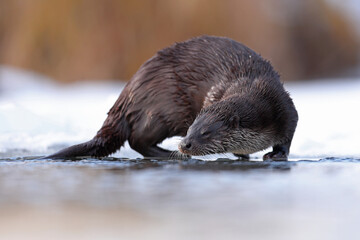 Wydra (Lutra lutra), otter © Bartosz Rakoczy