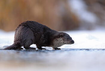 Wydra (Lutra lutra), otter © Bartosz Rakoczy