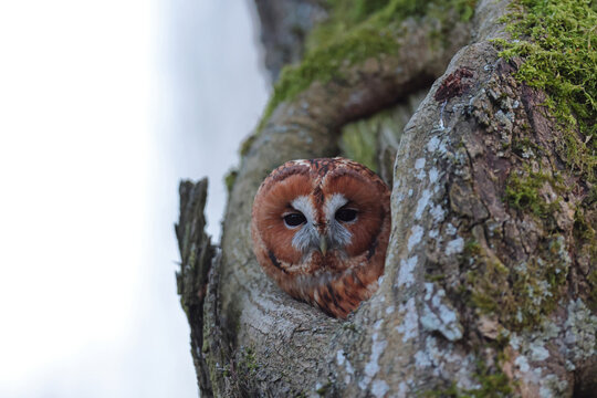 Puszczyk, (Strix aluco), tawny owl