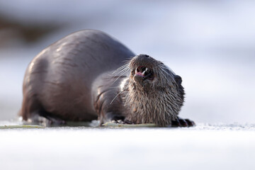 Wydra (Lutra lutra), otter © Bartosz Rakoczy