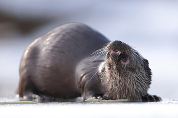 Wydra (Lutra lutra), otter © Bartosz Rakoczy