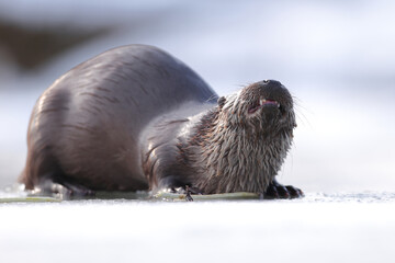 Wydra (Lutra lutra), otter © Bartosz Rakoczy