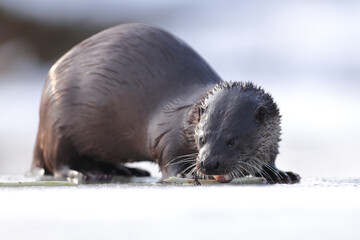 Wydra (Lutra lutra), otter © Bartosz Rakoczy