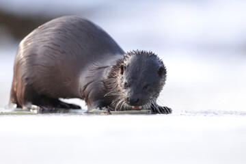 Wydra (Lutra lutra), otter © Bartosz Rakoczy