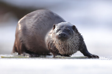 Wydra (Lutra lutra), otter © Bartosz Rakoczy