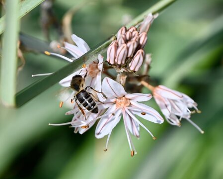 Macro photo of a solitary bee collecting pollen on a white asphodel flower with soft green bokeh background, highlighting delicate petals, natural light, and pollination in the wild.
