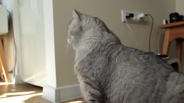 Close-up of a fluffy grey tabby cat sitting indoors near a window