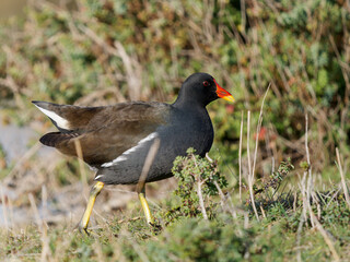 Obraz premium Gallinule poule-d’eau (Gallinula chloropus) marchant sur la berge d’une zone humide en Camargue, rallidé au bec rouge et pattes jaunes