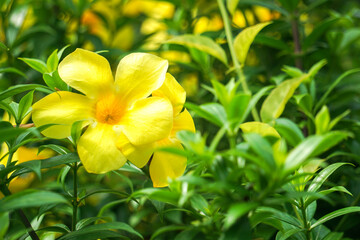 Obraz premium Fresh yellow flowers background of Allamanda, Common allamanda, Golden trumpet, Yellow bell (Allamanda Cathartica), green leaves and other blossom blur background.