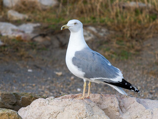 Fototapeta premium Goéland leucophée (Larus michahellis) posé sur un rocher du littoral méditerranéen, grand oiseau marin observé en Camargue