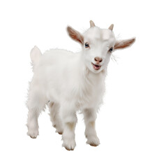 Naklejka premium Baby goat smiling happily, fluffy white fur, tiny horns, big sparkling eyes, full body, on transparent background