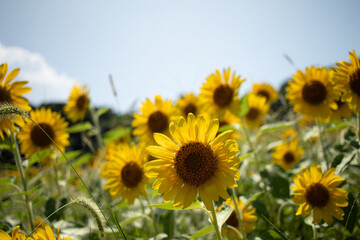 Obraz premium A vibrant sunflower field blooming brightly under a clear summer sky.
