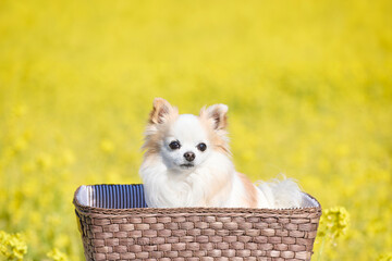 菜の花畑を背景にバスケットに入ったチワワのポートレート