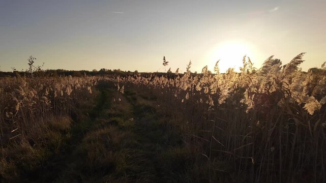 Walking along a wetland path on the Great Hungarian Plain near Farmos, Hungary. Brown reeds sway in the wind during golden hour. Slow motion calm autumn sunset scenery.