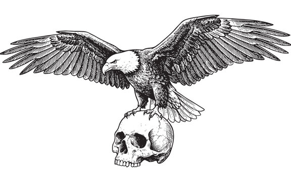 bald eagle perched on a human skull vintage sketch illustration