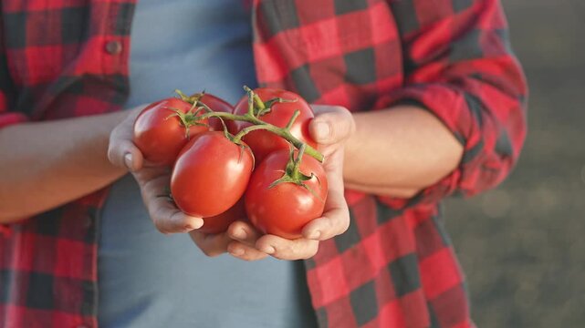 Hand holds ripe tomato cluster from garden. Farmer proud of organic vegetable harvest. Tomato bright under sun, perfect for food. Garden full of crop, each tomato proof of healthy farmer care.