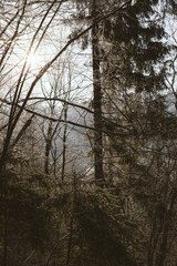 Fototapeta premium Sunlight Through Frosty Winter Forest Trees