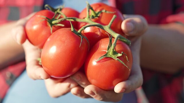 Farmer hands hold ripe tomato bunch from harvest. Fresh tomato vegetable shines sunlight. Farmer proud shows crop organic ripe food. Tomato vegetable symbol healthy farm harvest natural vegetable food