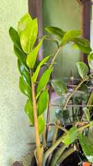 Obraz premium zamia plant in the pot close up