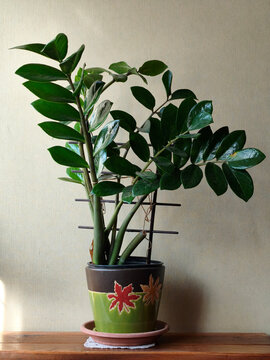 zamia plant in the pot close up