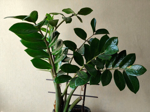 zamia plant in the pot close up