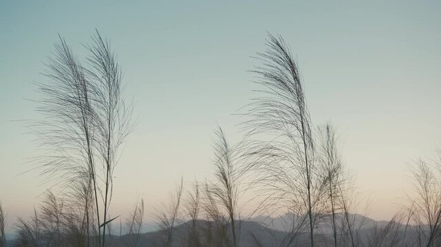 Silhouette of Swaying Grass on Blue Evening Sky at Khao Chang Phueak, Kanchanaburi, Thailand