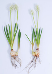Fototapeta premium Minimalist Natural Studio Shot of White Muscari Grape Hyacinth Bulbs and Flowers