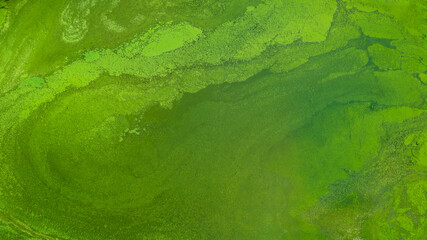 An abstract aerial shot displays swirling patterns of lime and emerald green. The organic, fluid textures resemble algae blooms or mossy wetlands, creating a mesmerizing natural landscape. © Stefano Tammaro