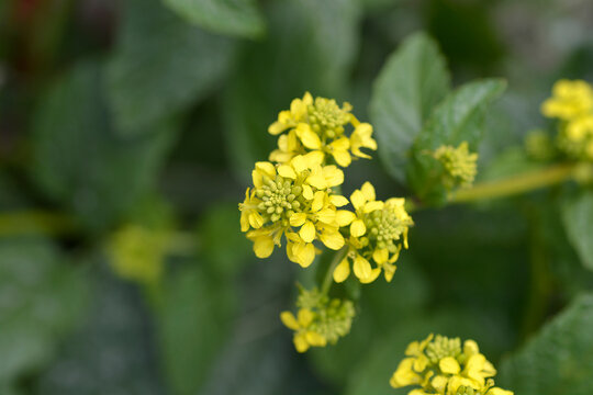 Wild Mustard yellow flowers - Latin name - Sinapis arvensis