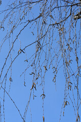 Obraz premium Common birch branches with flowers against blue sky - Latin name - Betula pendula