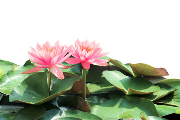 Naklejka premium Horizontal banner with blossoming lotus flower and leaves. Summer scene with lily flower in rays of sunlight. Isolated on white background