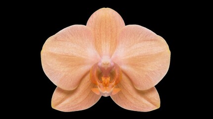 Fototapeta premium Peach Phalaenopsis orchid flower blooming against black background in macro close-up for beauty and spa wellness concepts